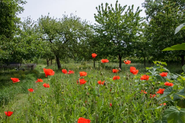 Biodiversiteit in de hoogstamboomgaard in Terwolde.